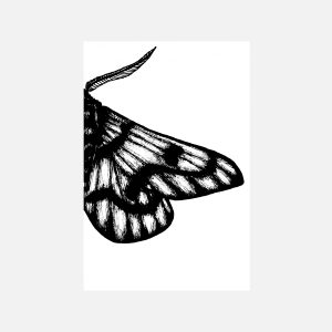 Moth